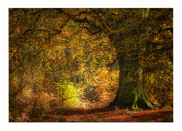 Savernake Forest - Card                      7" x 5"