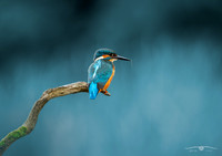 Wildlife