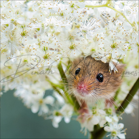 Coaster 9x9 cms..Harvest mouse