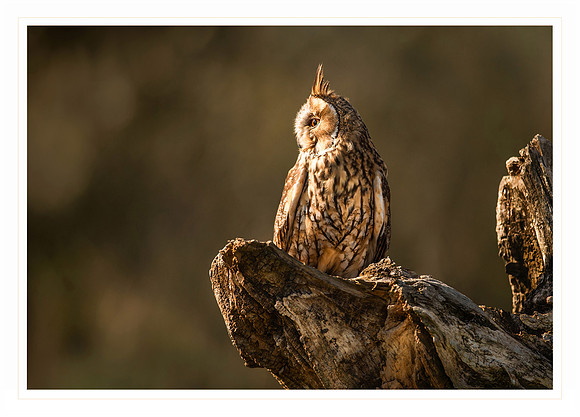Long eared Owl - Card                      7" x 5"