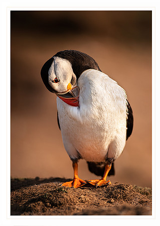 Skomer Island Puffin 2 - Card                      7" x 5"