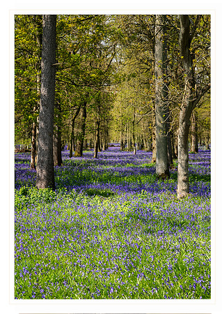 Blue bells - Hambledon