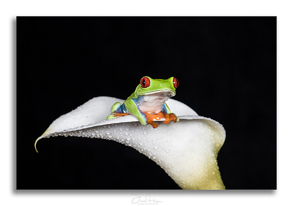 Red Eyed Tree Frog