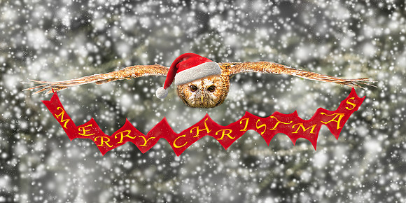 Tawny Christmas