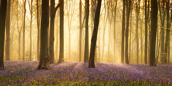 Bluebells at West Woods