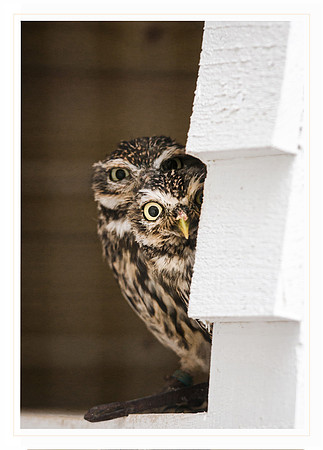 Little Owls-Peek a boo! - Card                      7" x 5"