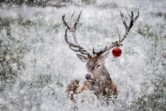 One has to make an effort deer.  Christmas Card. - A5