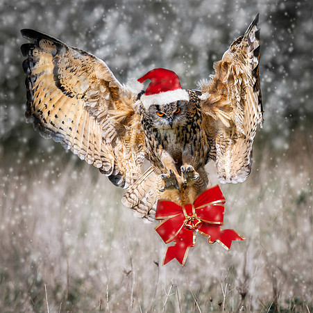 Special Delivery. Christmas card - 5"x5"