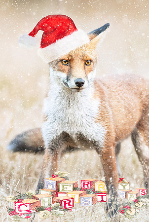Foxy Christmas.     Christmas card - A5