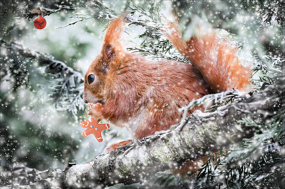 squirrel Munchkin.  Christmas Card - A5