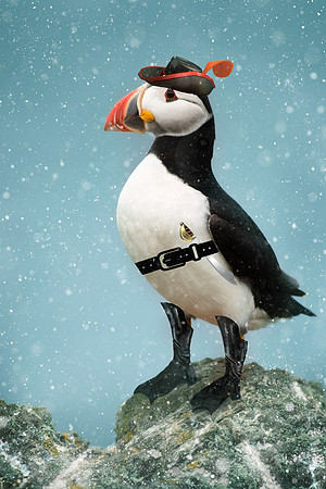 Puffin Boots.  Christmas card - A5