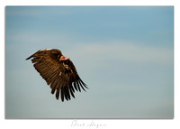 Turkey vulture (Cathartes aura)