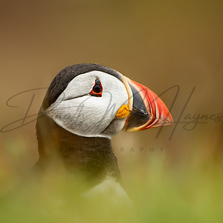Coaster 9x9 cms..Puffin