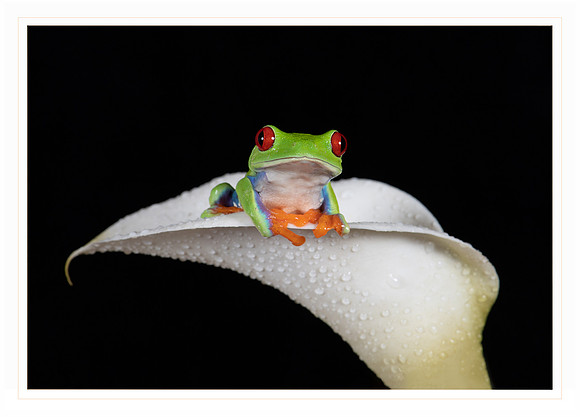Red eyed Tree Frog - Card                      7" x 5"