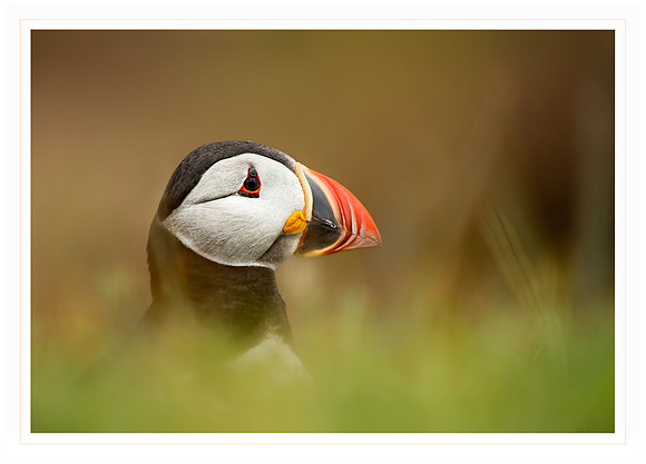 Skomer Island Puffin 1 - Card                      7" x 5"