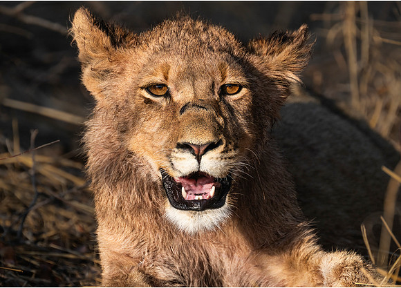 Scar face
