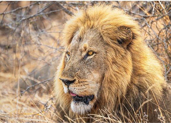 The King