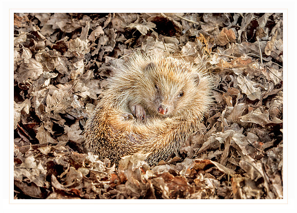 Cuddly hedgehog - Card            7" x 5"