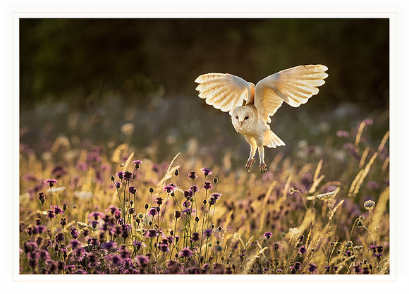 Hunting barn owl - Card                    7" x 5"