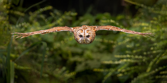 Tawny Owl