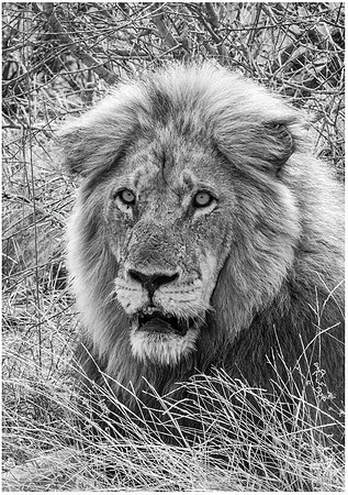 The King-B&W