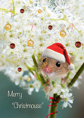 Harvest mouse..Peek a boo