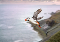 Skomer Island Puffin at the wick