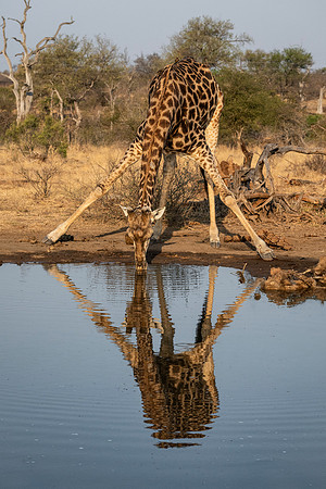 Drinking Giraffe