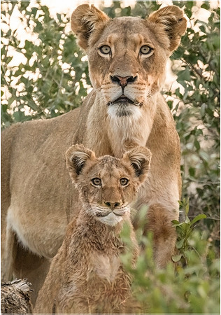 Mum and cub
