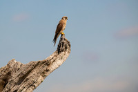 Kestrels