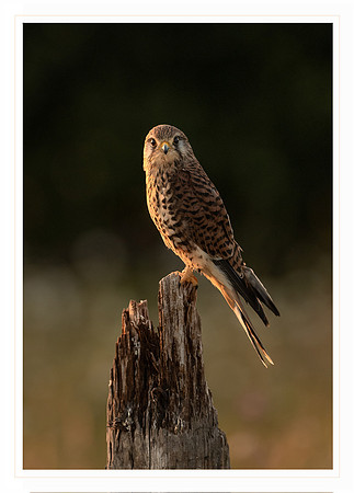 Kestrel at dusk - Card                      7" x 5"