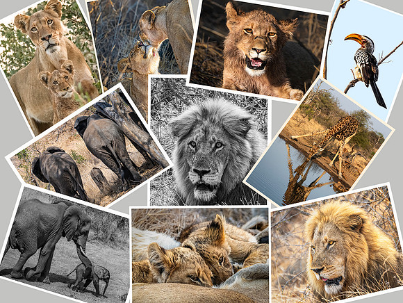 Safari Greetings cards